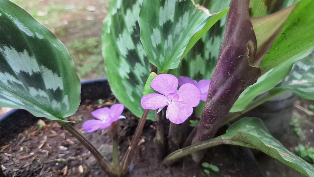 マランタはどんな花が咲く?