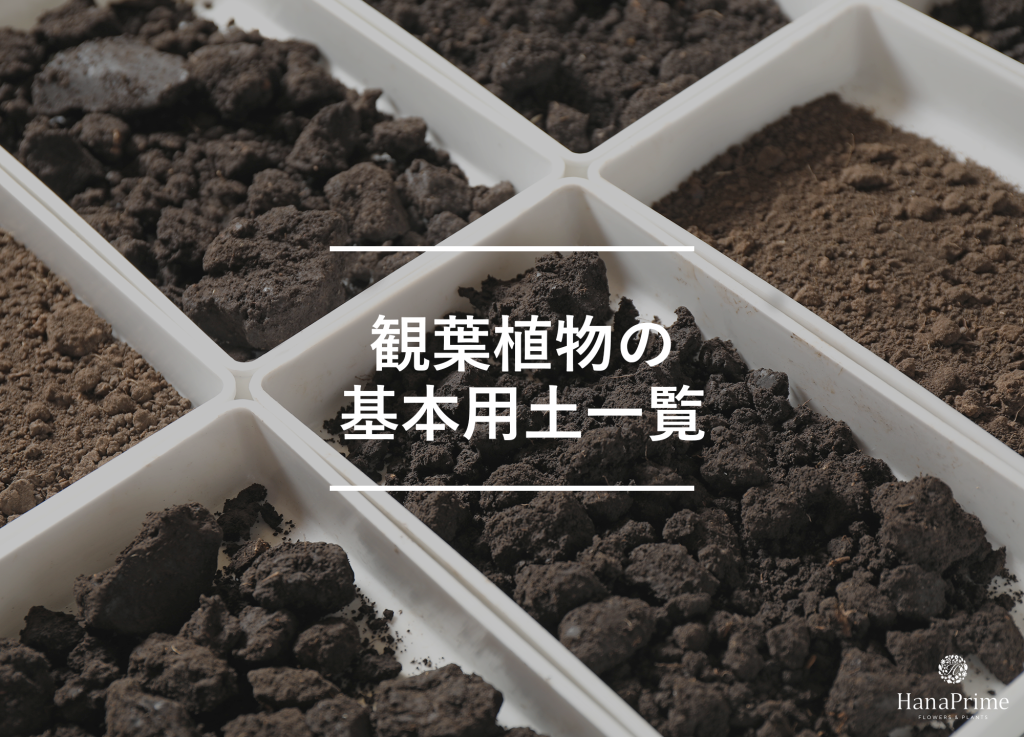 観葉植物に適した基本用土一覧