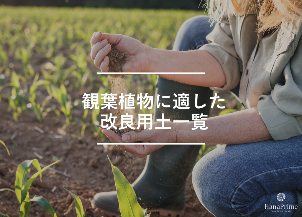 観葉植物に適した改良用土一覧