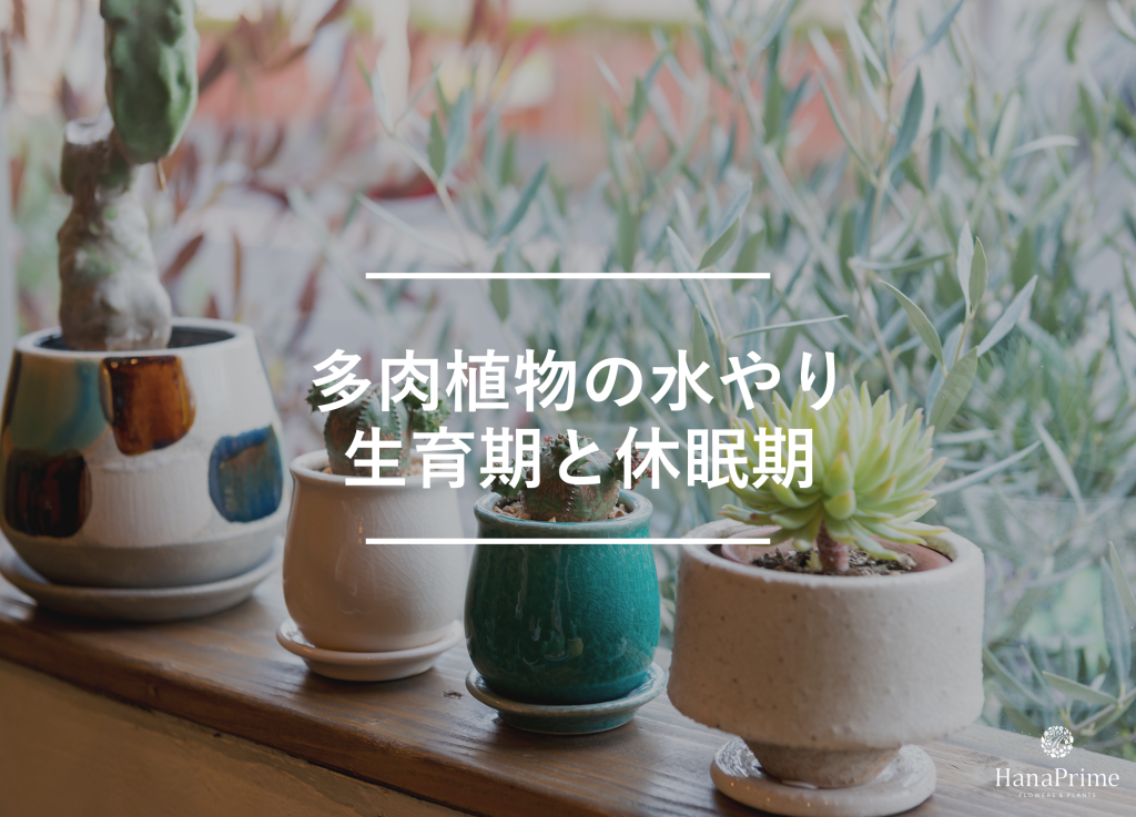 多肉植物の水やり頻度は生育期と休眠期で変える