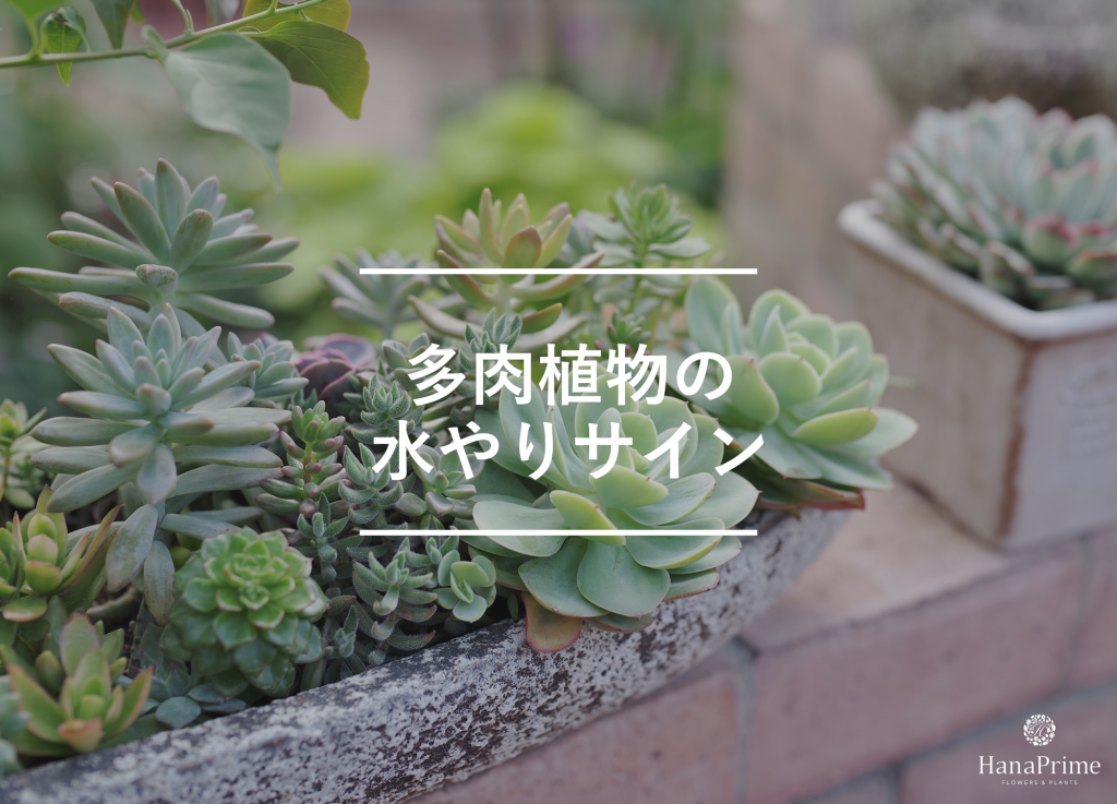 葉っぱで分かる多肉植物の水やりサイン