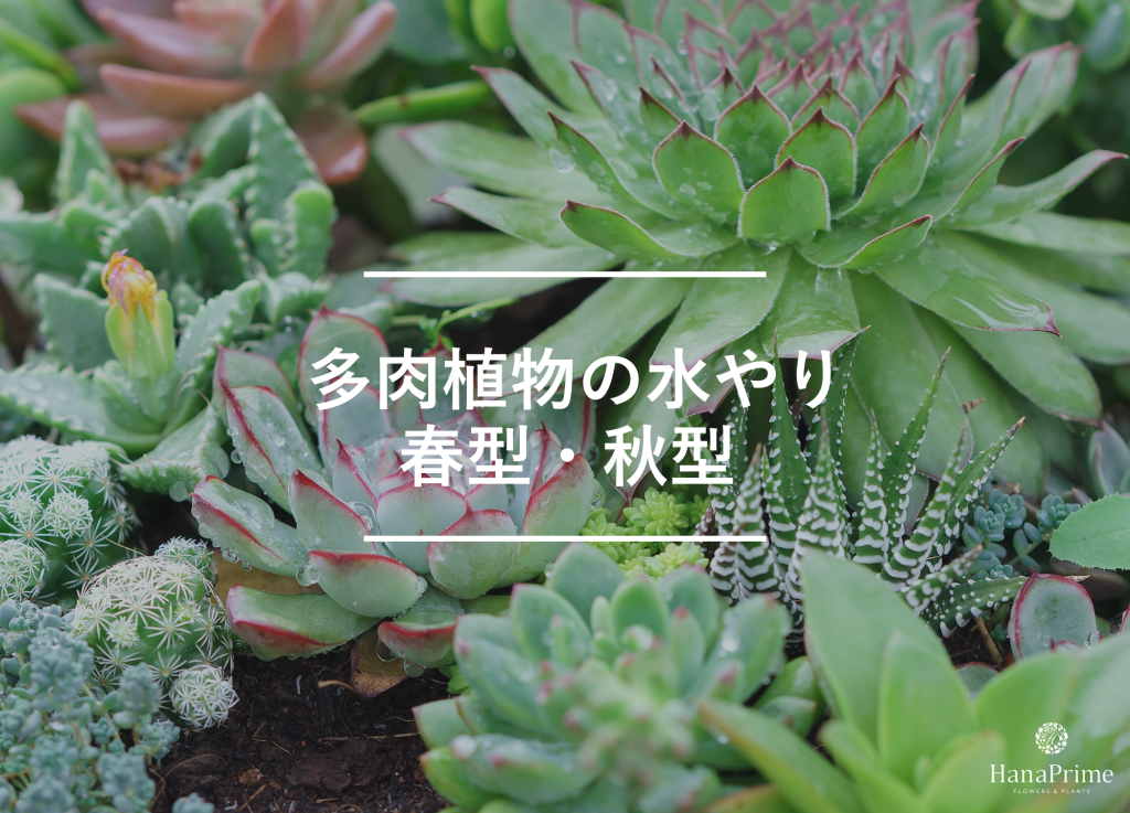 春・秋型の多肉植物の水やり