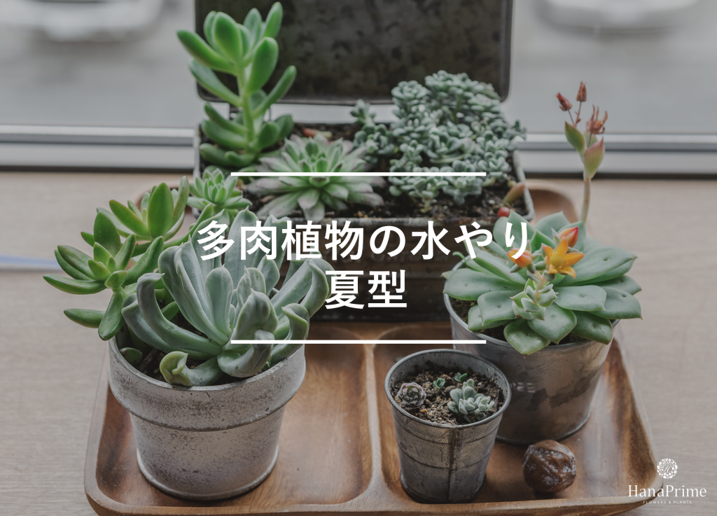 夏型の多肉植物の水やり 