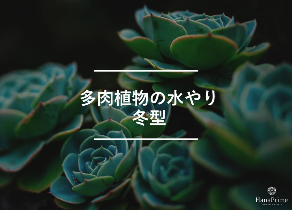 冬型の多肉植物の水やり