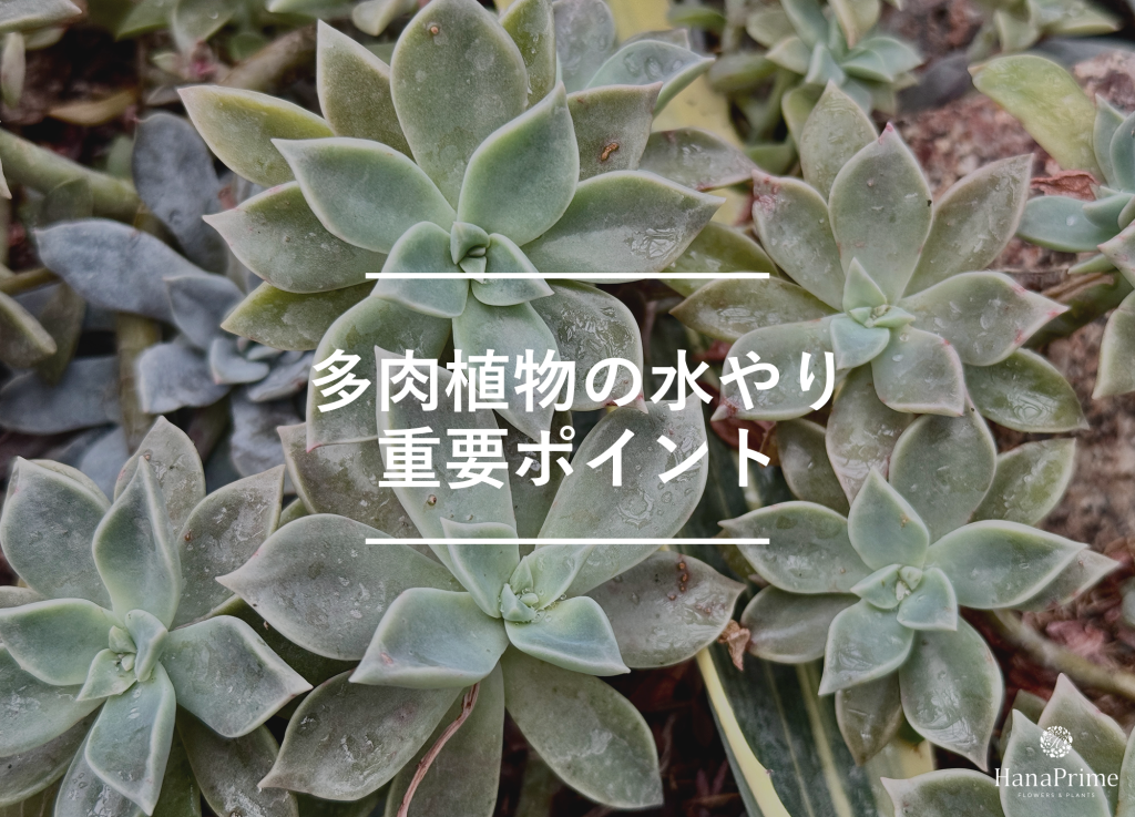 多肉植物の水やりのポイント