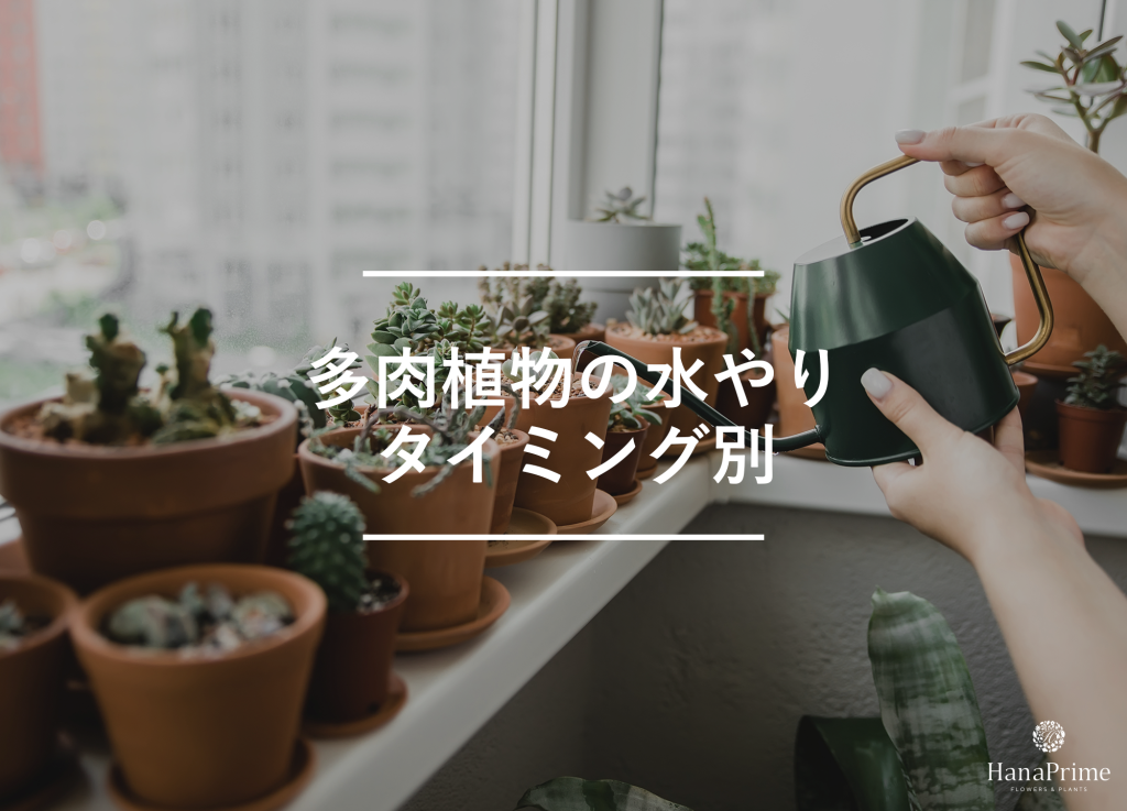 タイミング別の多肉植物の水やり