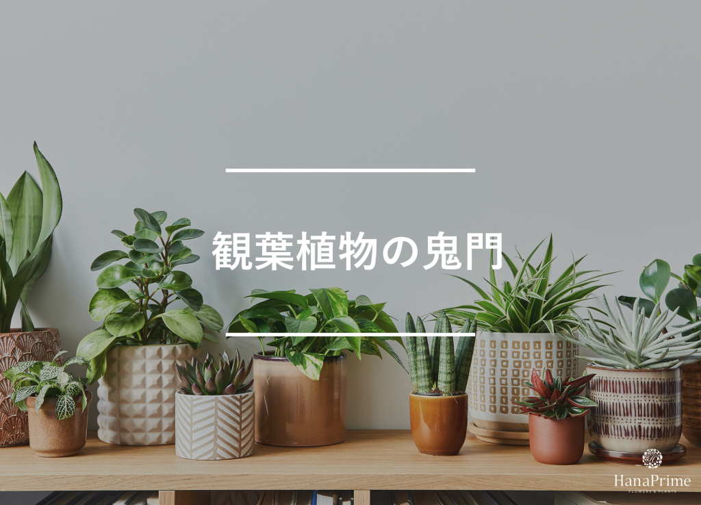 観葉植物の鬼門とは？風水で悪い意味はない？