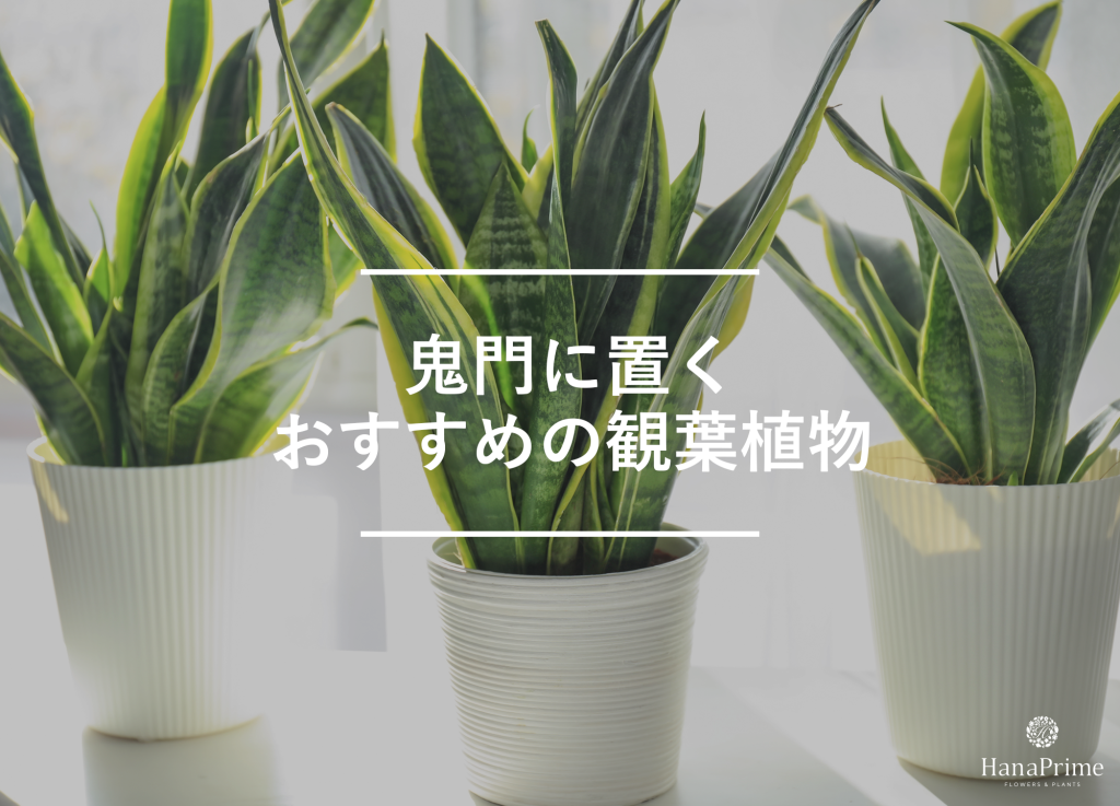 鬼門に置くおすすめの観葉植物7選