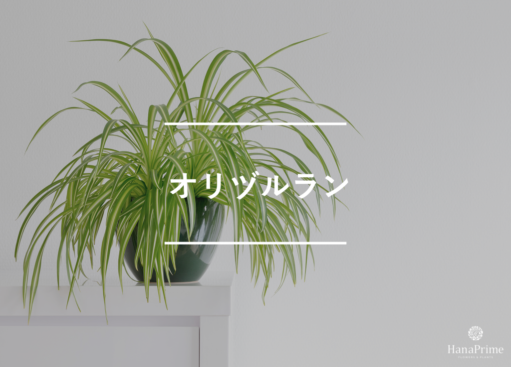 オリヅルラン