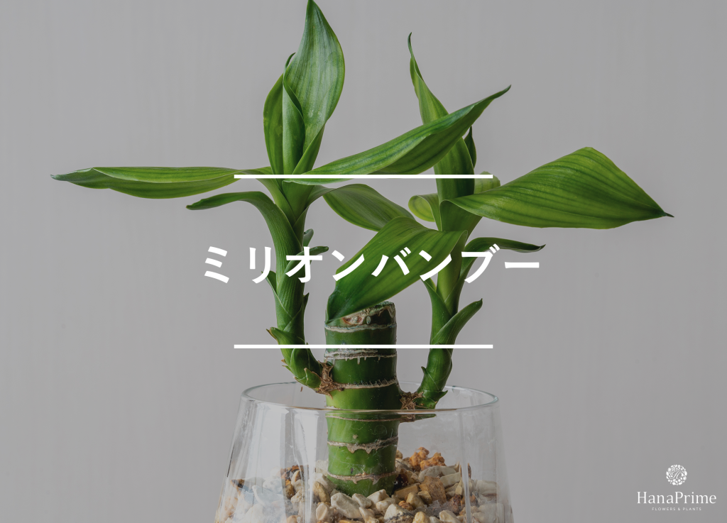 ミリオンバンブー
