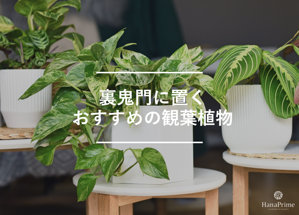 裏鬼門に置くおすすめの観葉植物6選