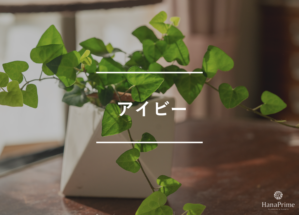 アイビー