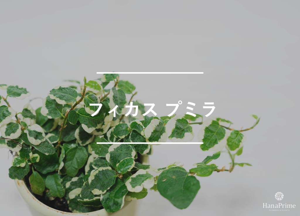 フィカス プミラ