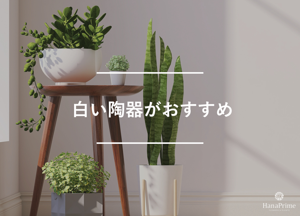 白い陶器に植える