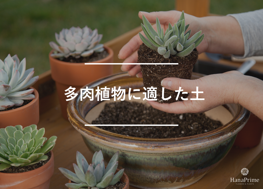多肉植物に適した土選びの基本