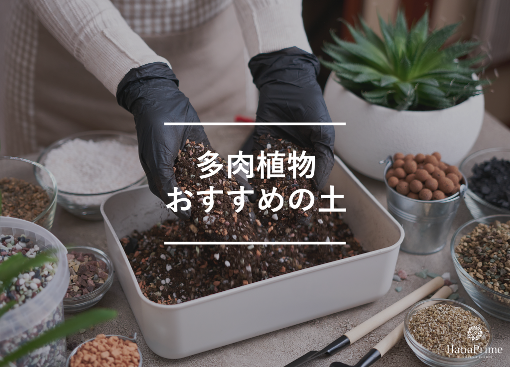 多肉植物におすすめの土