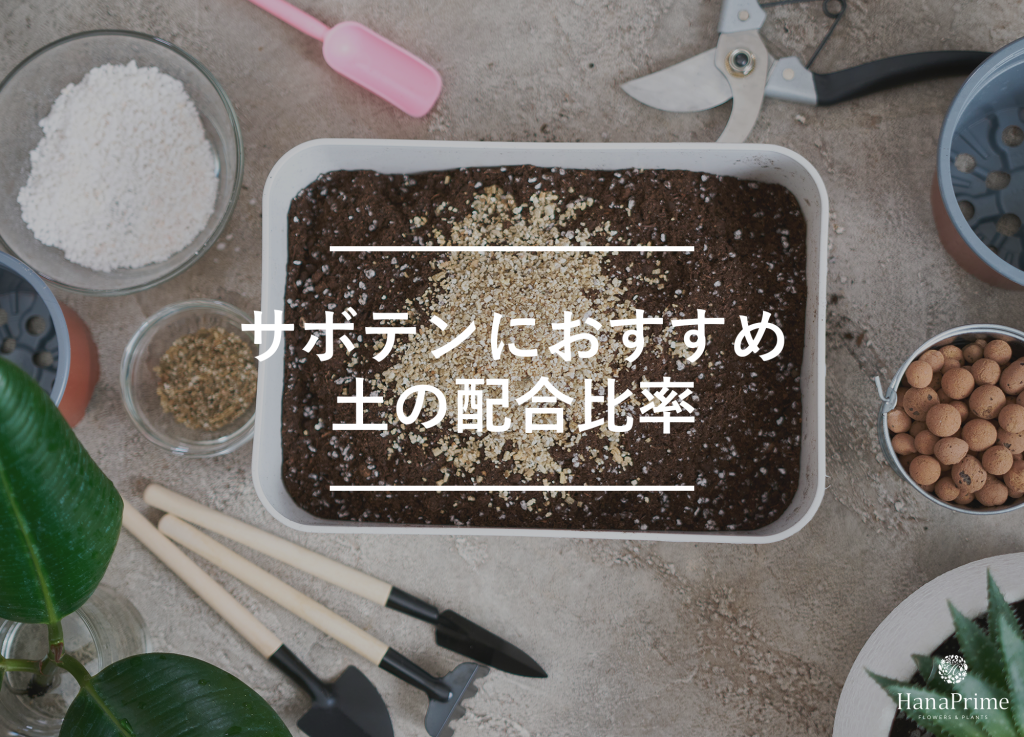 サボテンに適した配合