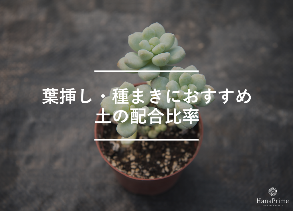 葉挿し・種まきに適した配合