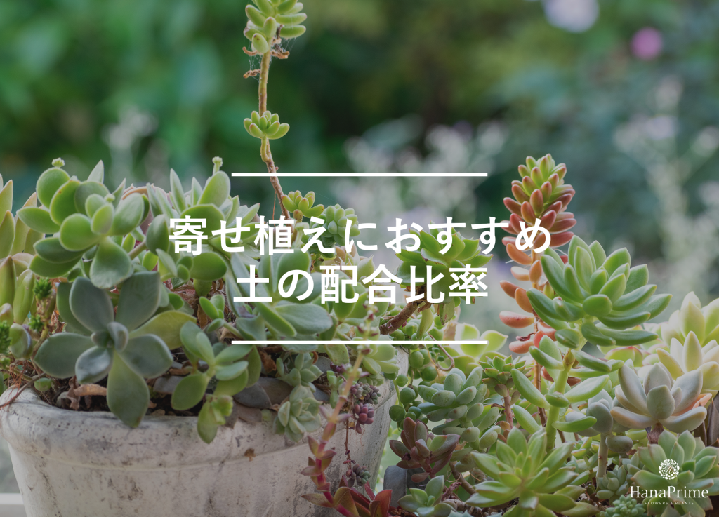 寄せ植えに適した配合