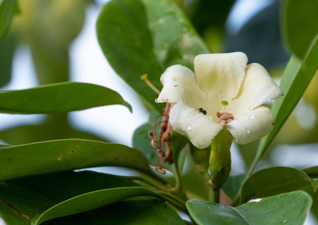 ファグラエア ベルテロアナはどんな花が咲く？