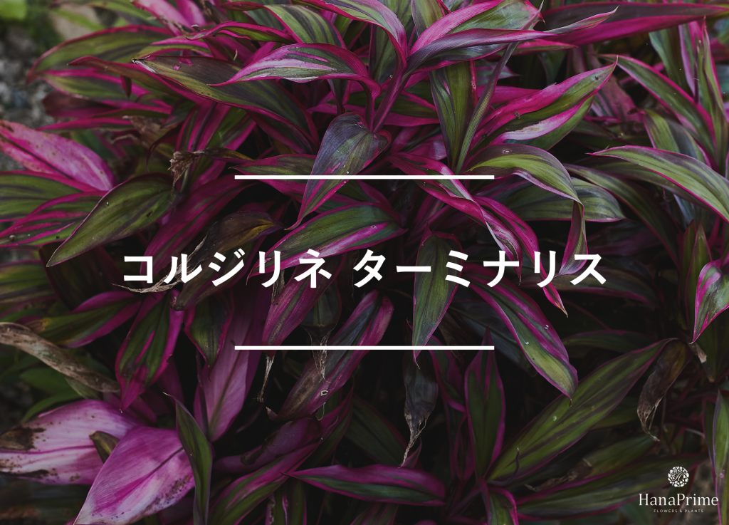 コルジリネ ターミナリス