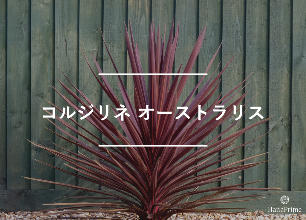 コルジリネ オーストラリス