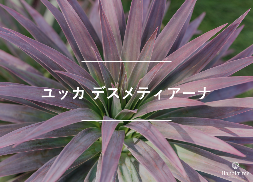 ユッカ デスメティアーナ