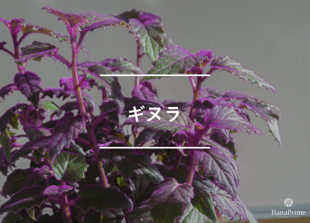 ギヌラ