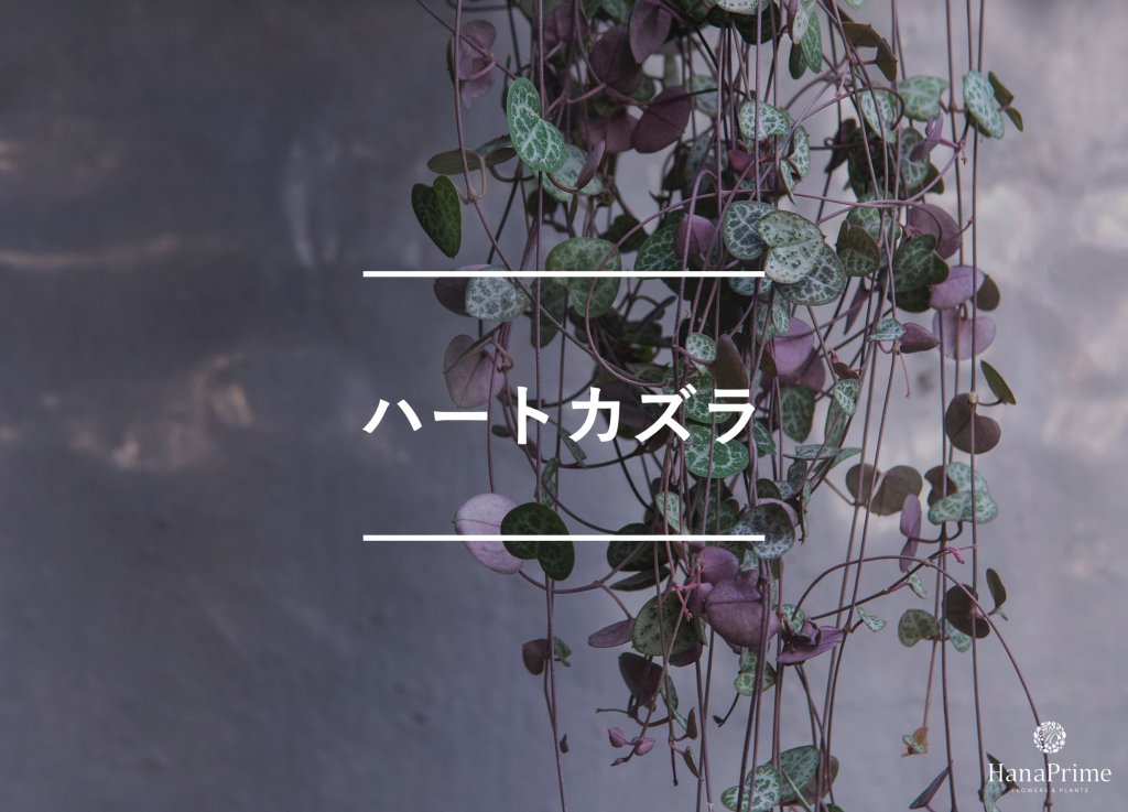 ハートカズラ