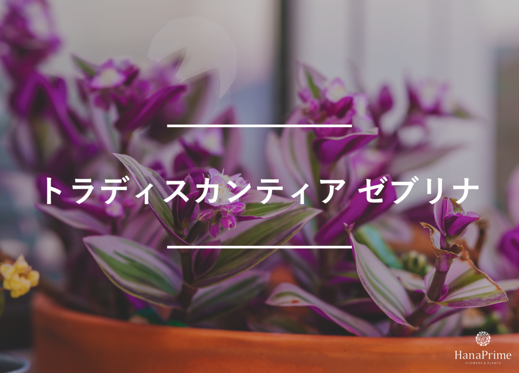 トラディスカンティア ゼブリナ