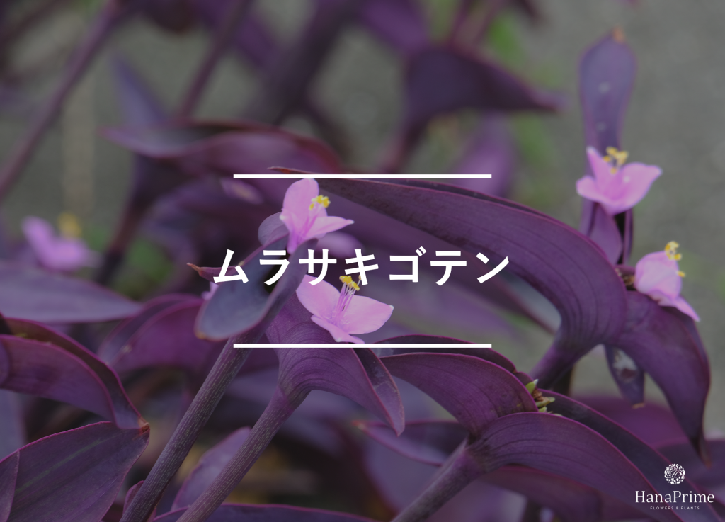 ムラサキゴテン