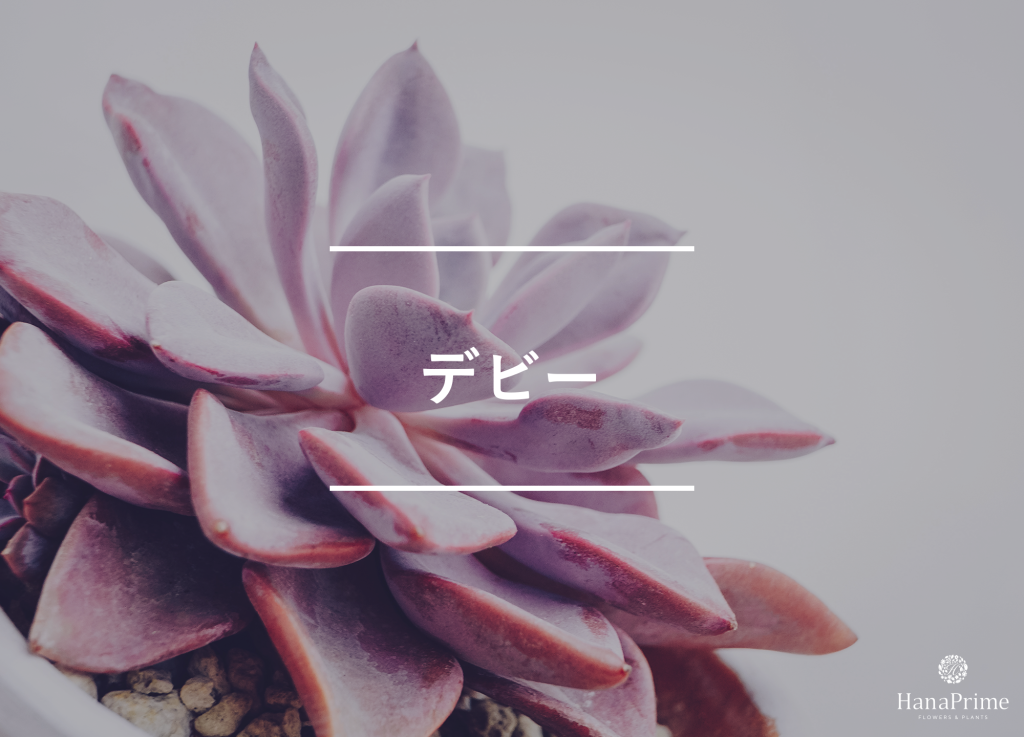 デビー