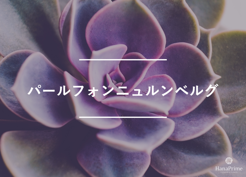 パールフォンニュルンベルグ