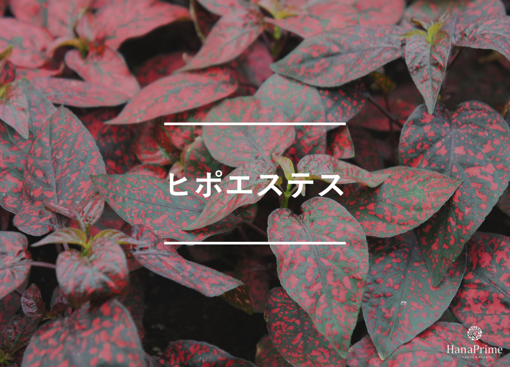 ヒポエステス