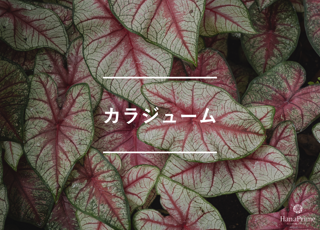 カラジューム