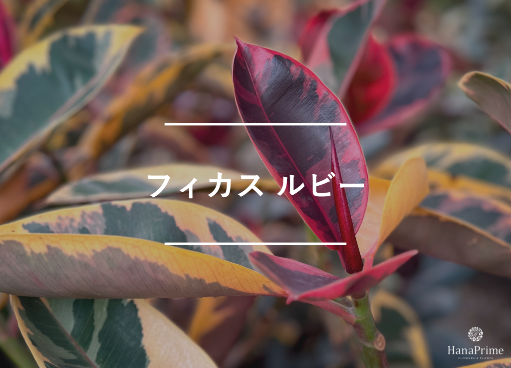 フィカス ルビー
