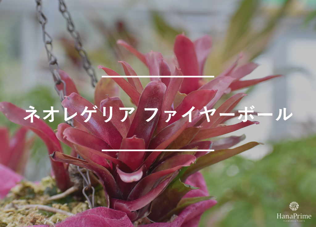ネオレゲリア ファイヤーボール