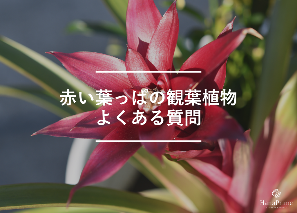 赤い葉っぱの観葉植物に関するよくある質問
