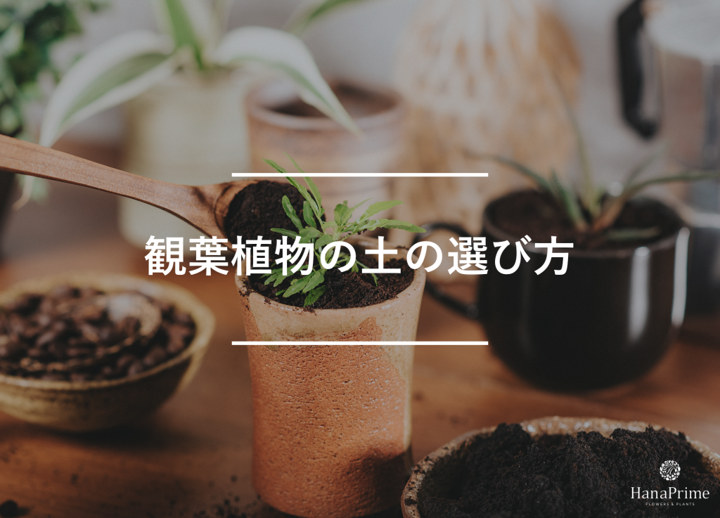 観葉植物の土の選び方5つのポイント
