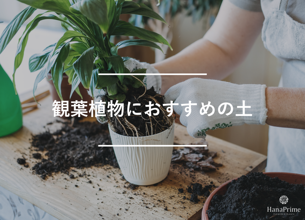 おすすめの観葉植物用の土