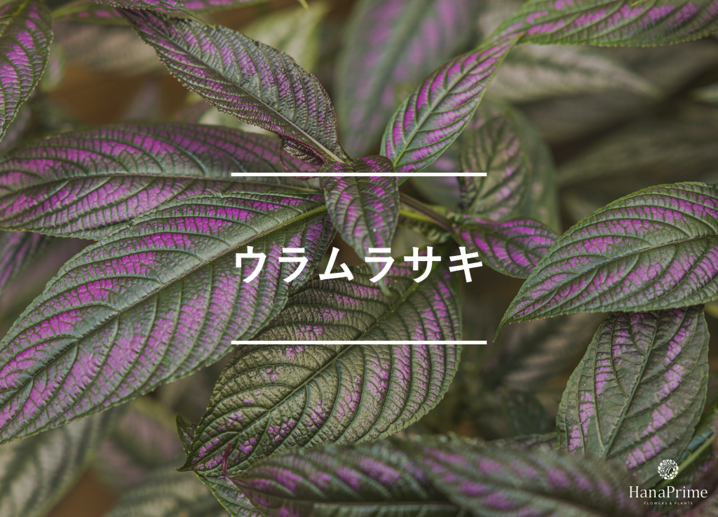 ウラムラサキ