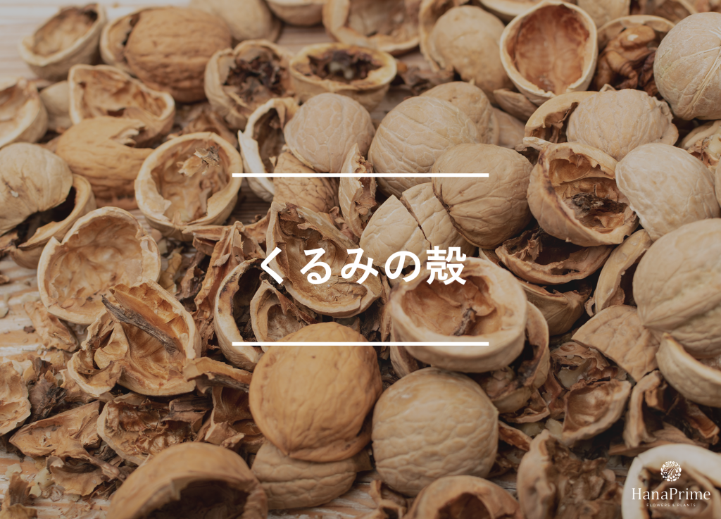 くるみの殻
