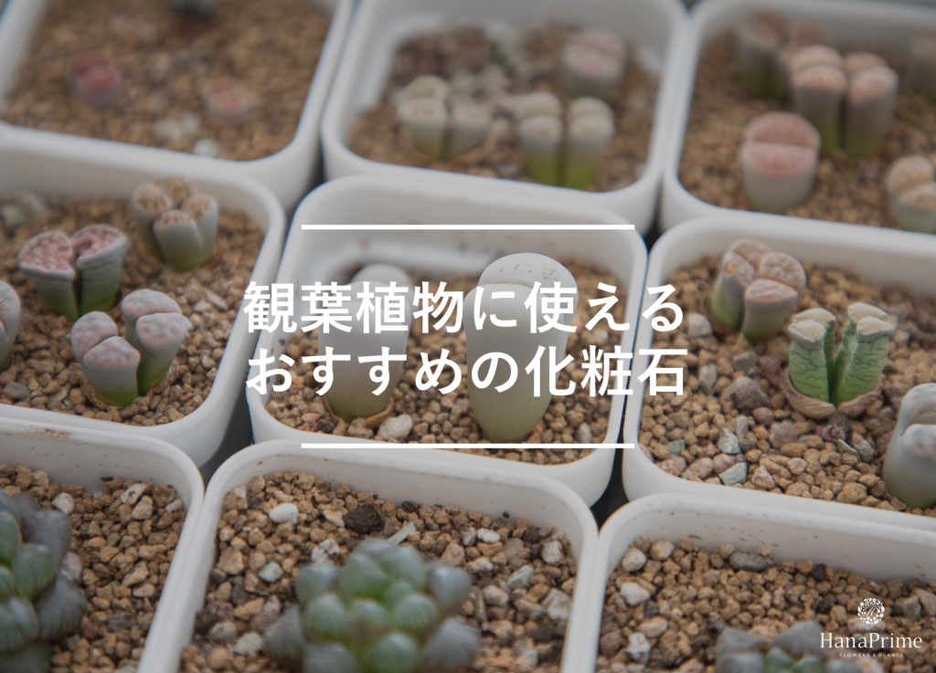 観葉植物におすすめの化粧石を紹介