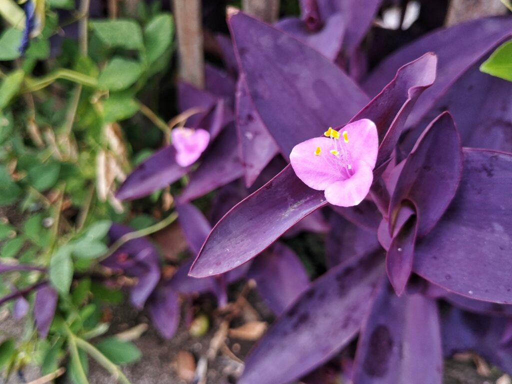 トラデスカンチア パープルハートはどんな花が咲く?