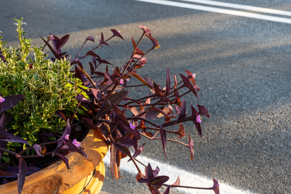 植え方・仕立て方