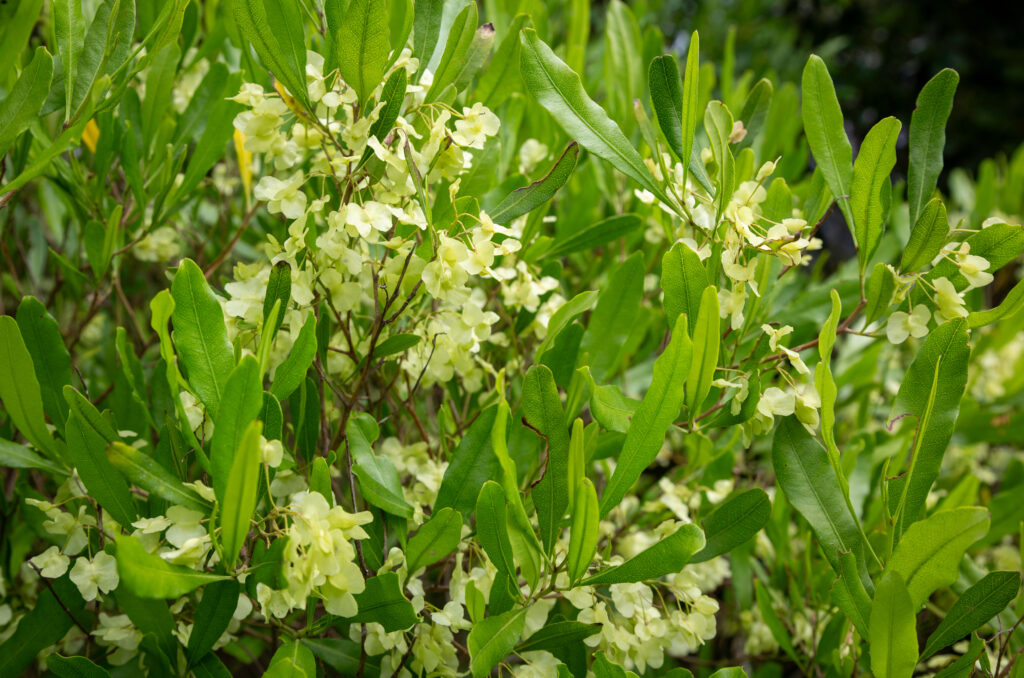 ドドナエアはどんな花が咲く？