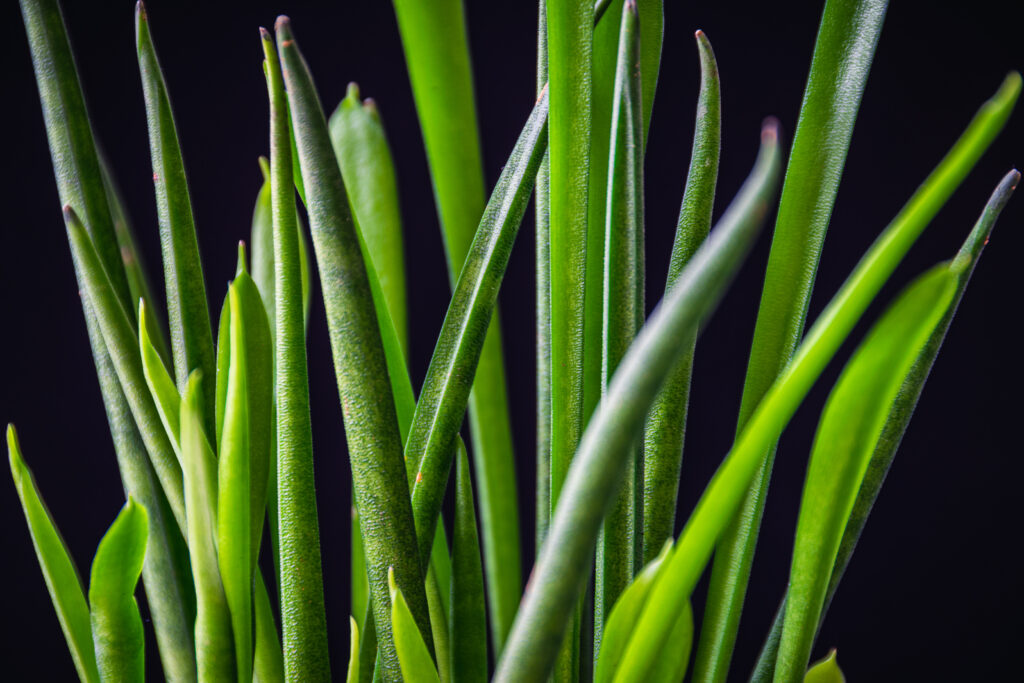 サンスベリア バキュラリスの葉っぱの特徴