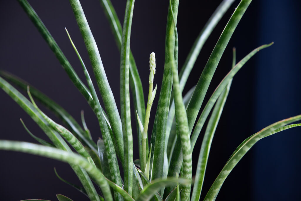 サンスベリア バキュラリスの育て方