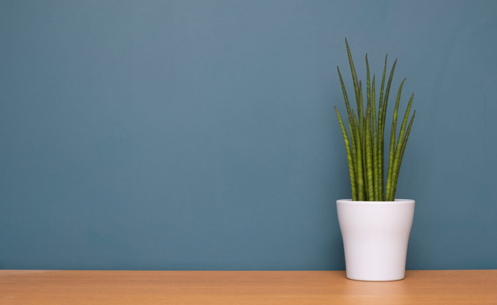 サンスベリア バキュラリスの栽培環境