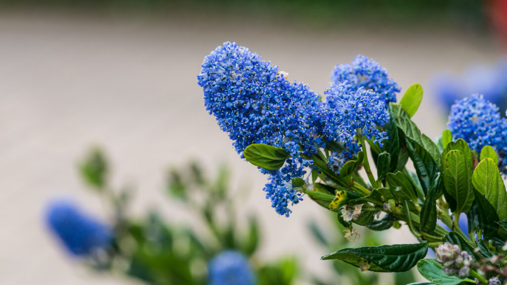 カリフォルニアライラックはどんな花が咲く？